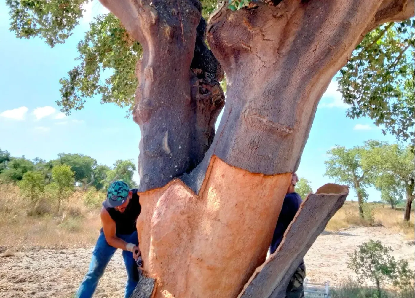Sobreiro descortiçado num montado de sobro em Portugal